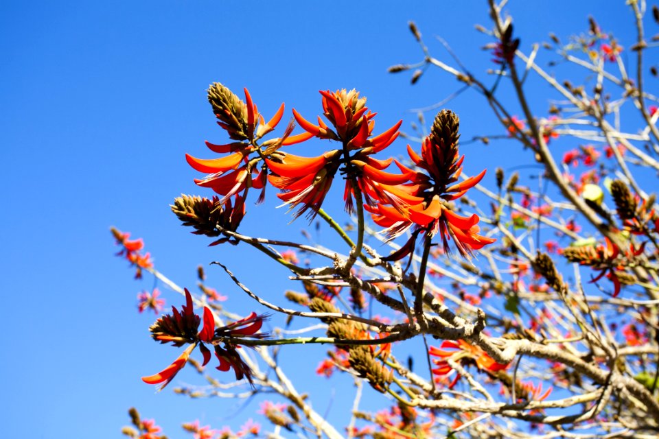 Flora Sky Plant Branch