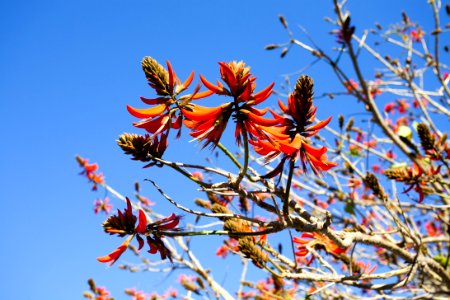 Flora Sky Plant Branch