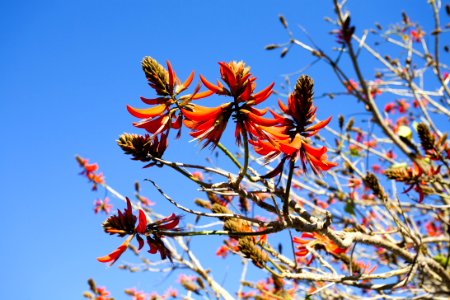 Flora Sky Plant Branch photo