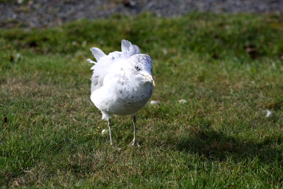 Bird Fauna Beak Seabird