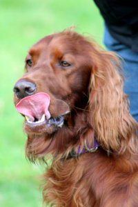 Dog Irish Setter Dog Like Mammal Dog Breed photo