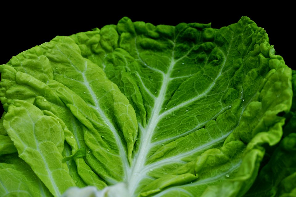 Vegetable Leaf Vegetable Leaf Produce