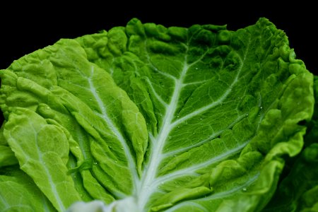 Vegetable Leaf Vegetable Leaf Produce