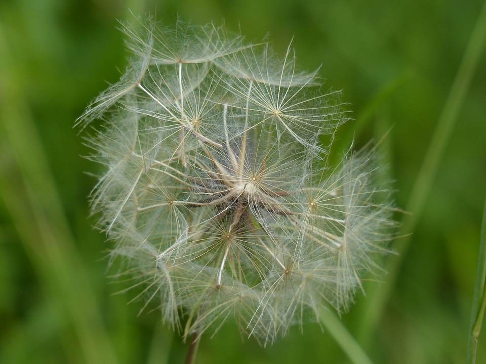 Tragopogon pratensis flower composites