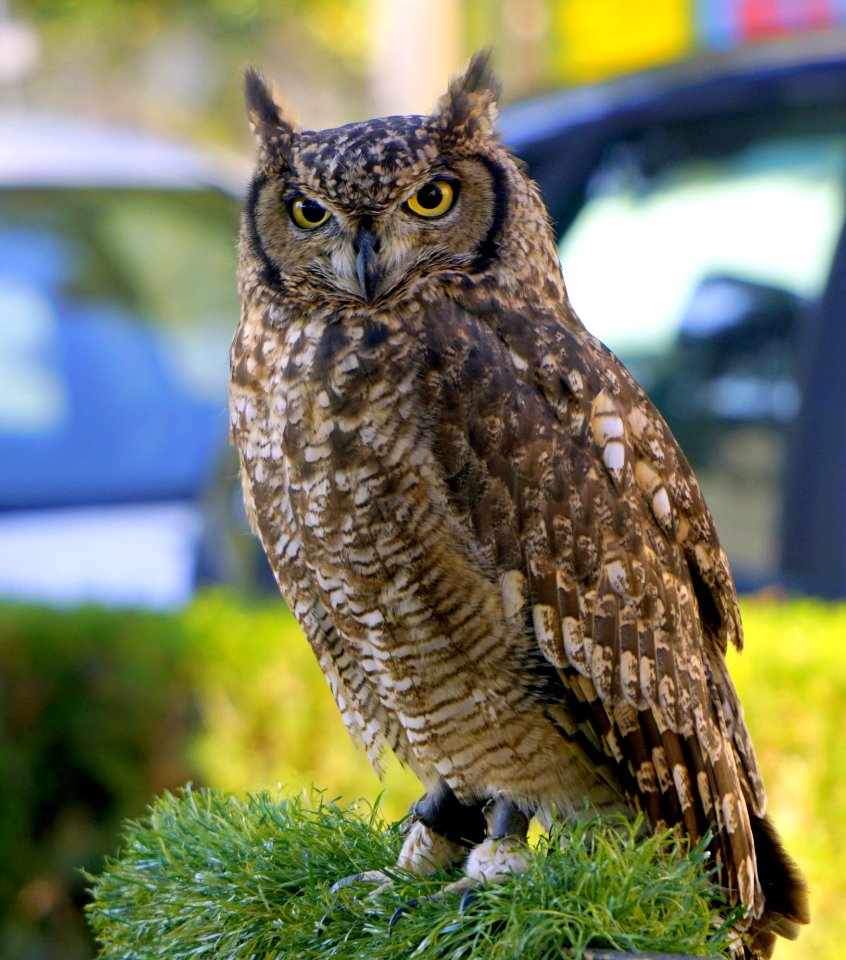 Owl Bird Fauna Bird Of Prey