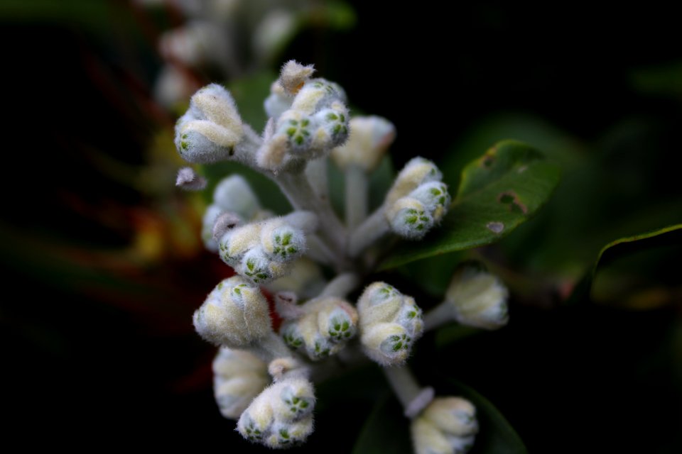 Flora Plant Flower Spring