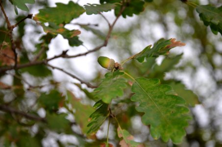 Leaf Tree Plant Flora