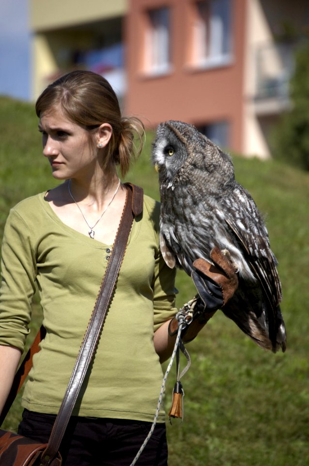 Vertebrate Bird Bird Of Prey Beak