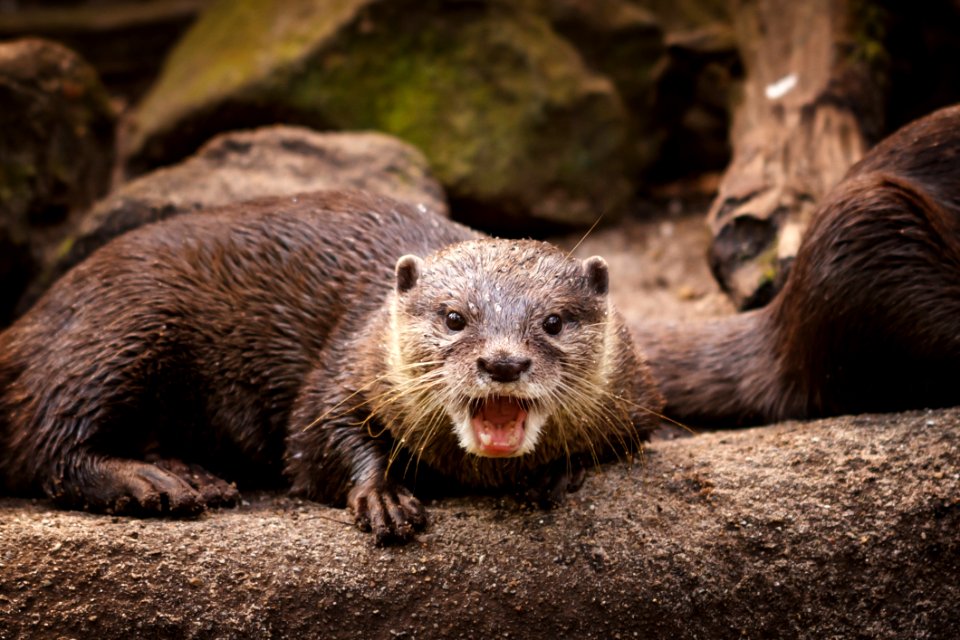 Otter Mammal Fauna Mustelidae photo