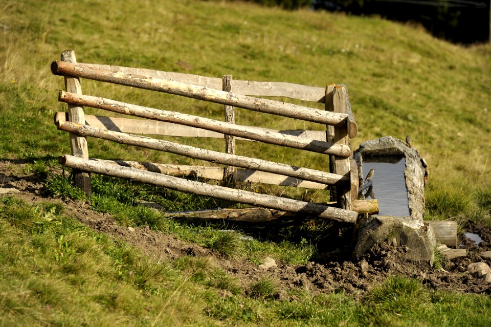 Grass Pasture Wood Rural Area