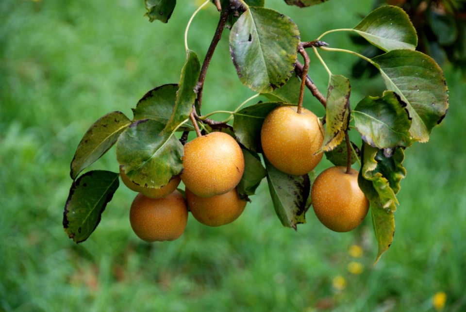Fruit Tree Fruit Pear Citrus