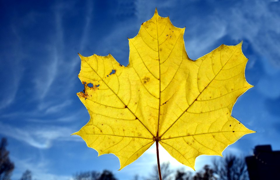 Leaf Maple Leaf Sky Autumn