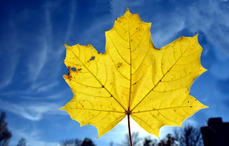 Leaf Maple Leaf Sky Autumn