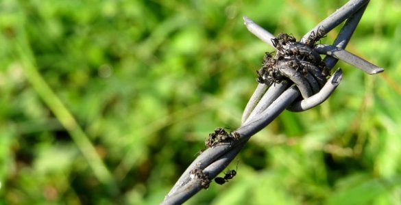 Plant Insect Flora Macro Photography