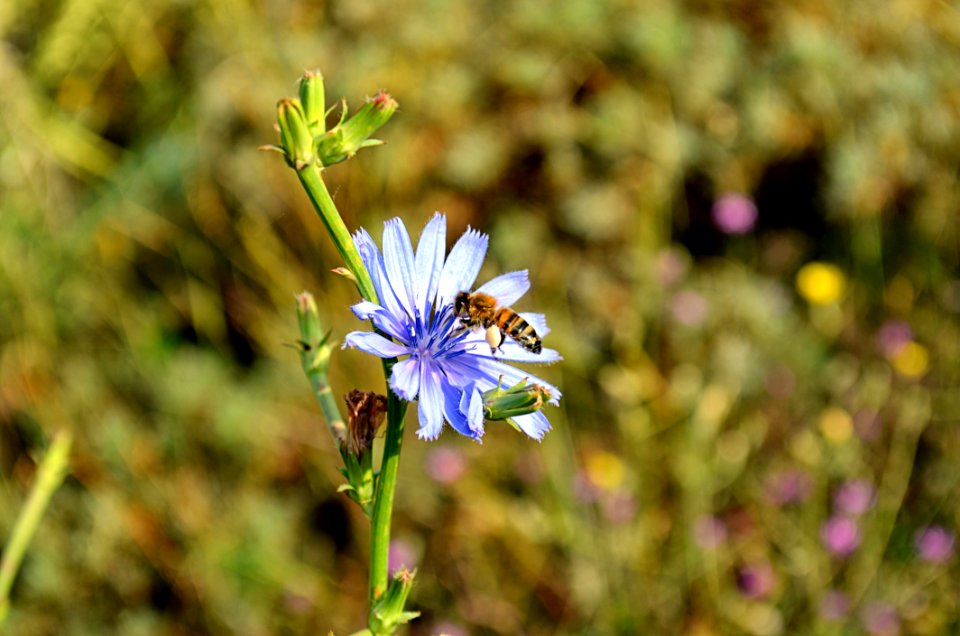 Flower Flora Plant Chicory