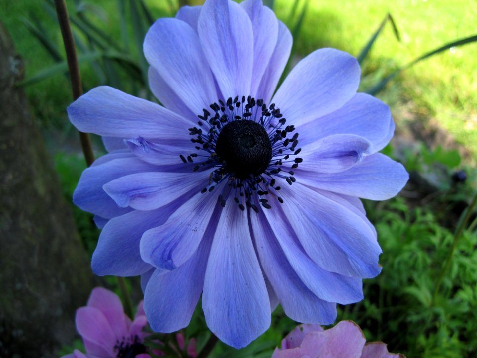 Flower Blue Flora Plant