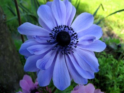 Flower Blue Flora Plant