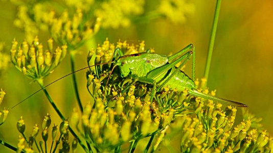 Insect Grasshopper Locust Vegetation photo
