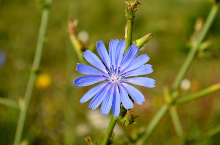 Blue Flora Chicory Flower