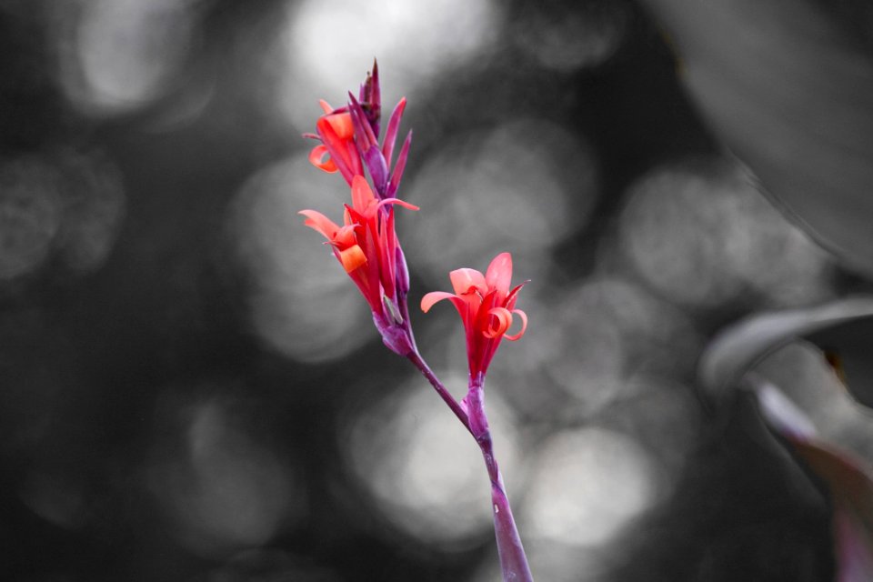 Red Flora Flower Plant