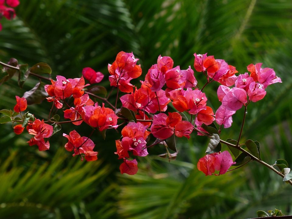 Red intensive color