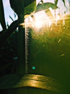 Green Water Leaf Sunlight photo