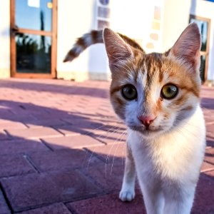 Cat Whiskers Small To Medium Sized Cats Cat Like Mammal photo