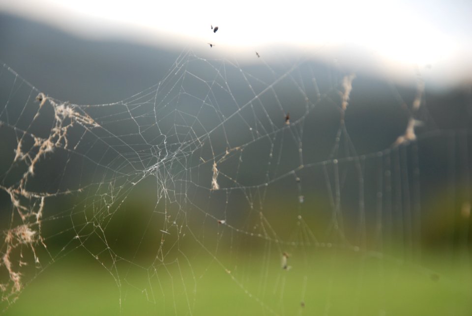 Spider Web Water Moisture Sky