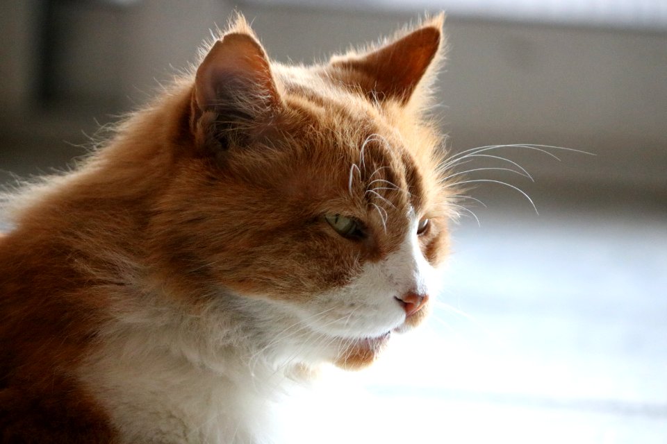 Cat Whiskers Fauna Small To Medium Sized Cats