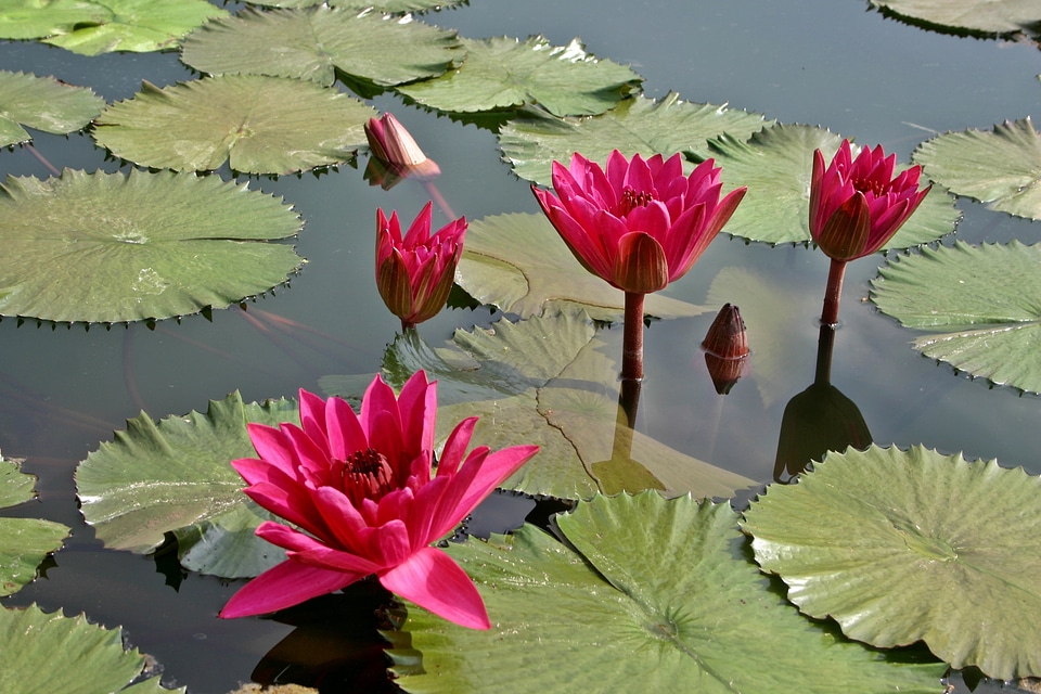 Blossom bloom leaf