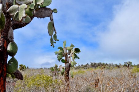 Vegetation Plant Tree Sky