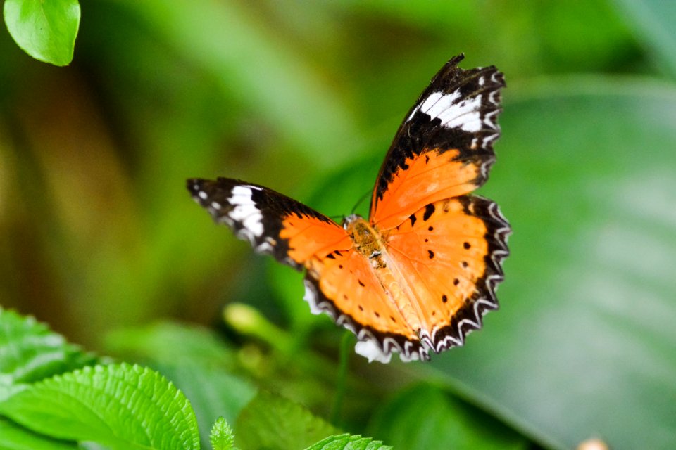 Butterfly Insect Moths And Butterflies Lycaenid