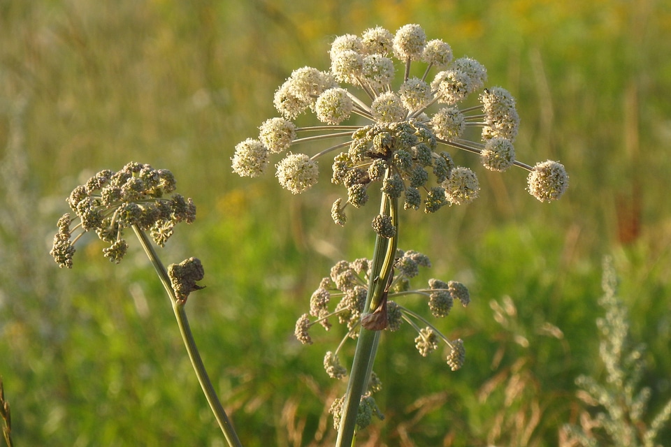 Summer nature plant