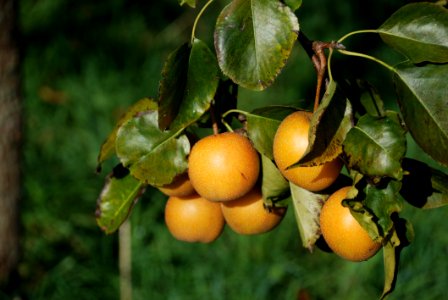 Fruit Tree Fruit Citrus Diospyros