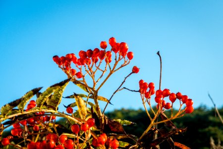 Sky Plant Leaf Flora photo