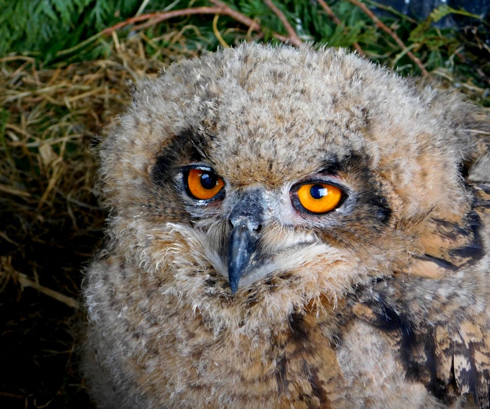 Owl Bird Bird Of Prey Beak