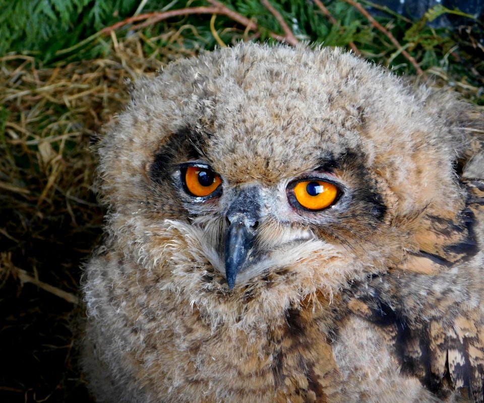 Owl Bird Bird Of Prey Beak photo