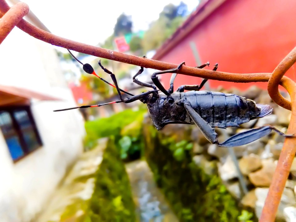 Insect Invertebrate
