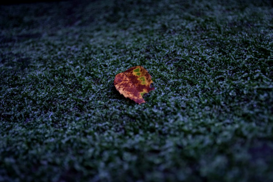 Leaf Macro Photography Close Up Grass