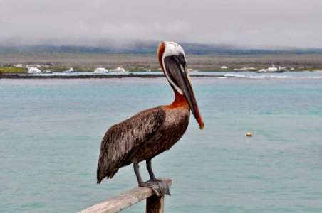Pelican Bird Beak Seabird photo