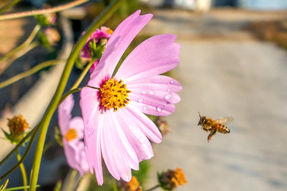 Flower Flora Nectar Bee