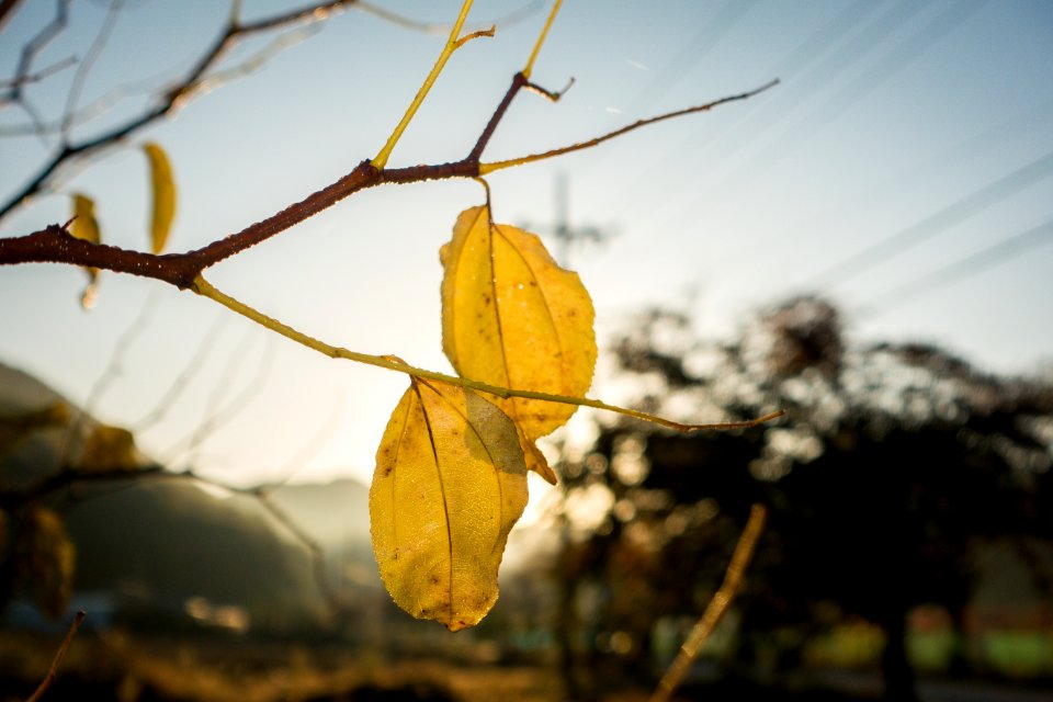 Leaf Yellow Branch Twig