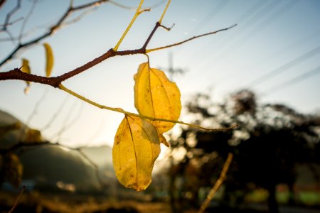 Leaf Yellow Branch Twig