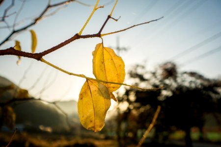 Leaf Yellow Branch Twig photo