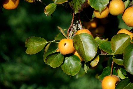 Fruit Tree Fruit Citrus Leaf photo