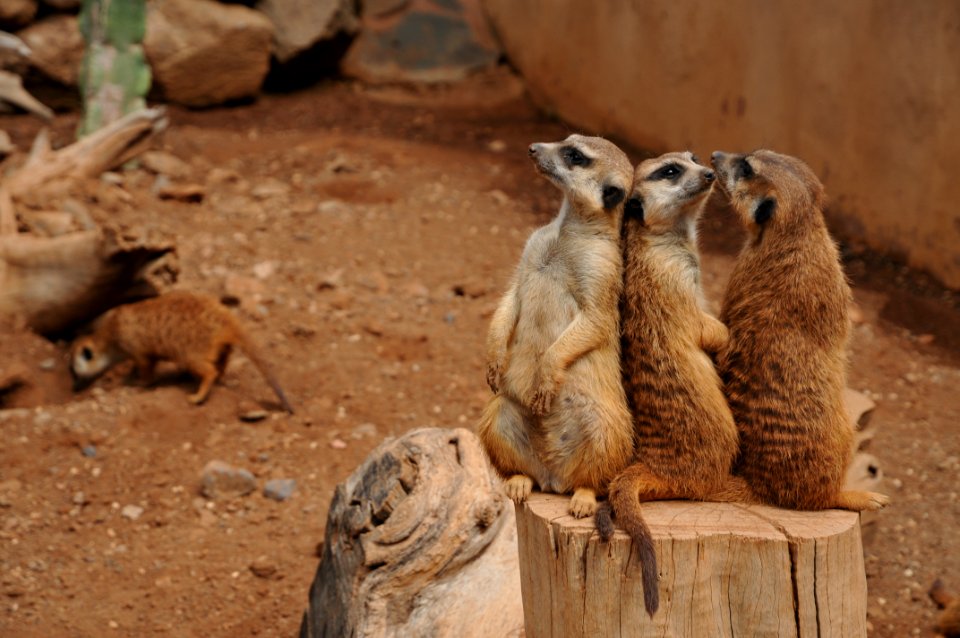 Meerkat Mammal Fauna Terrestrial Animal