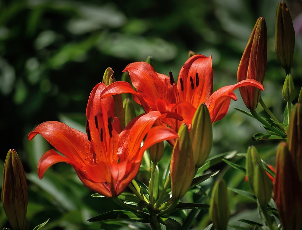 Nature botany beauty