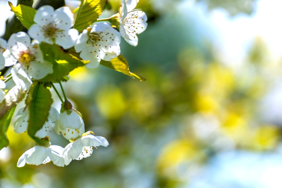 Background Beautiful Bloom
