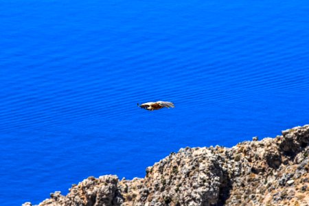 Bird Blue Eagle