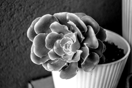Black-and-white Blur Cactus photo